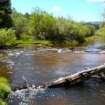mead-8 Trout Creek is running fast, wide and is close to the top of the bank. Photo/Kathryn Reed