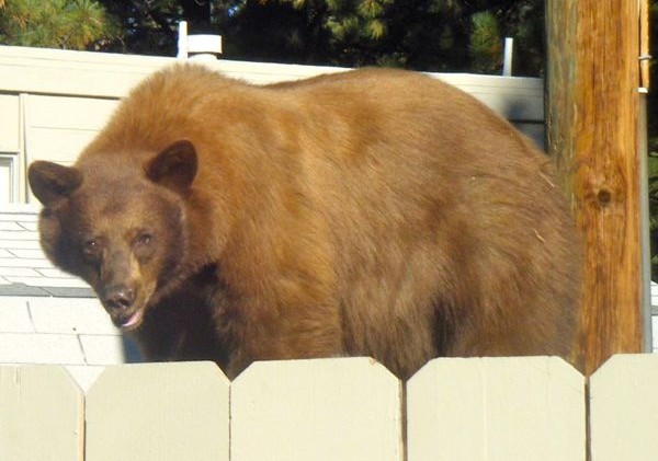 Tahoe bear-human encounters on the rise