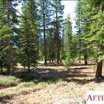 What a treated area looks like. Photo/Stew McMorrow