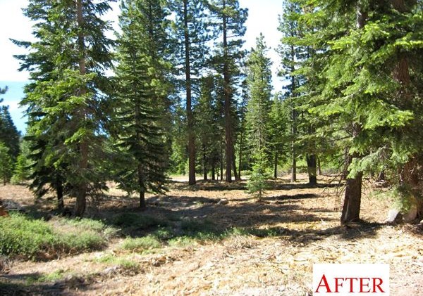 Tahoe slogs through fuel reduction jobs with little cash