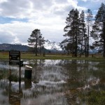 marsh Beginning in 2011 dogs will be banned in the summer from the Upper Truckee Marsh. Photo/Kathryn Reed
