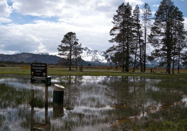 Upper Truckee Marsh to be off-limits to dogs in 2011