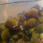 Clams at Nevada Beach in Stateline. Photo/Janine Green