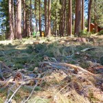 Slash will be turned into mulch.