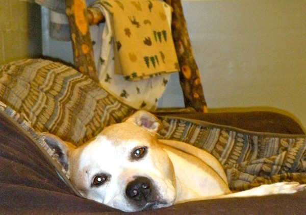 Homestyle boarding caters to 4-legged family members