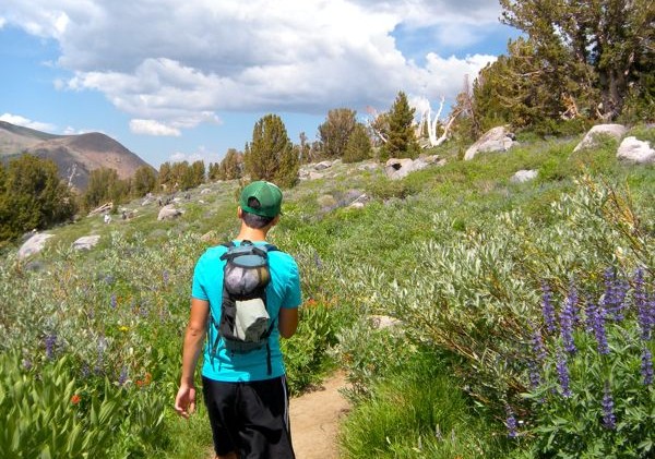 Fields of endless wildflowers beckon hikers to Sierra trails