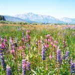 meadow-2 Wildflowers fill Upper Truckee Meadow. Photos/Gloria Harootunian