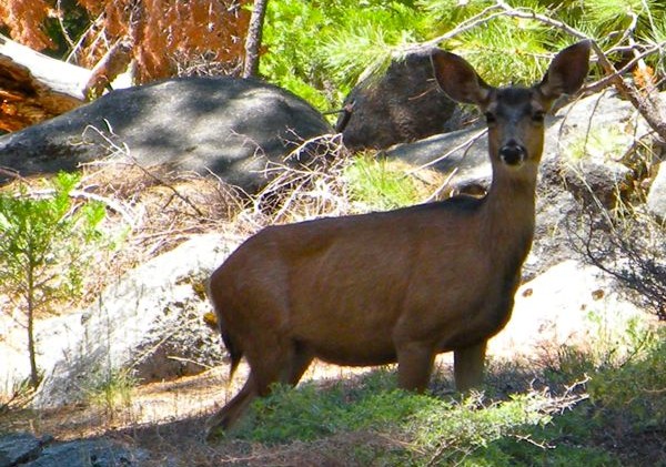 Important to leave young wildlife alone