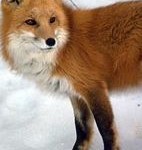 fox A rare red fox. Photo/CDFG