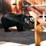 A bear saunters in the yard of a home on Sonoma Avenue in South Tahoe in 2009. Photo/Joy Rothschild