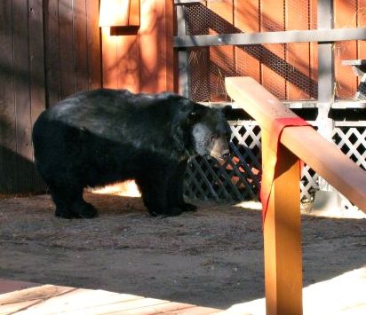 Bear sightings in Tahoe just part of living in the woods