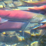 kokanee