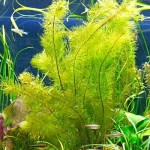 milfoil Eurasion watermilfoil