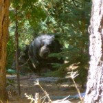 bear