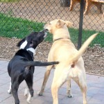 dogs-1 Abbey and AJ play at the Bijou Dog Park in South Tahoe. Photos/Kathryn Reed