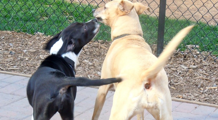 S. Tahoe park touted for dogs, but people like it too