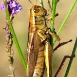 grasshopper