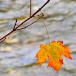 A long maple leaf dangles in the breeze ready to let go. Photos/Kathryn Reed