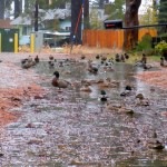 Ducks think this is Lake Jeffery Street in South Lake Tahoe on Oct. 24. Photo/Kathryn Reed