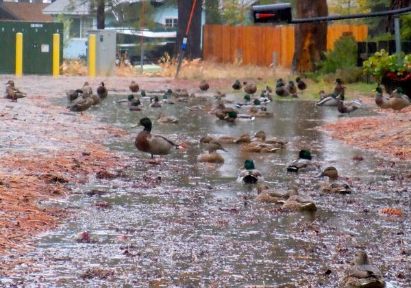 Winds whip Lake Tahoe Basin, snow coming