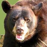 bear