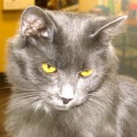 cat