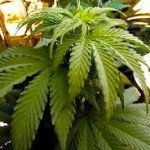 pot