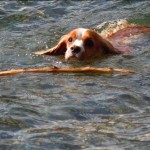 rusty Rusty may want to think twice about swimming in Fallen Leaf Lake as the weather changes. Photo/Kathryn Reed