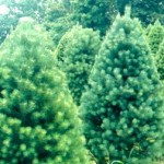 trees