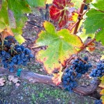 Grapes hang on the vines in Napa Valley late this year. Photos/Laurie Brazil