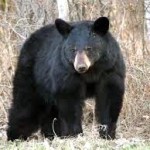 bear