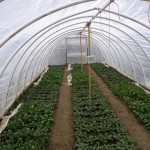 hoop house A hoop house. Photo/Provided