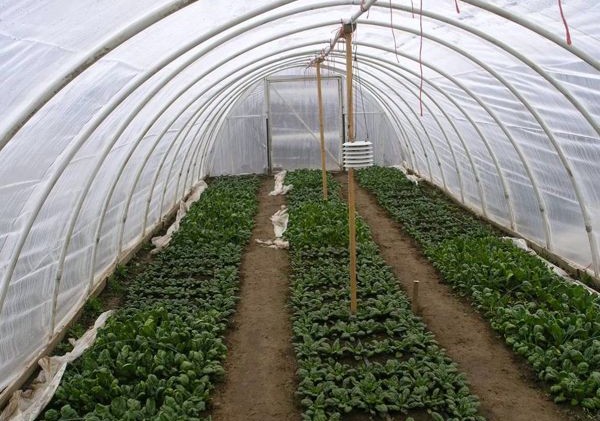 Workshop about how to build a hoop house