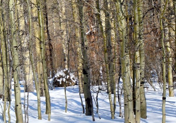 Snowshoe to Fallen Leaf Lake — a wonderous trek