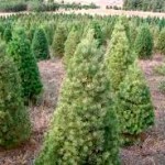 tree farm