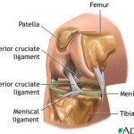 knee