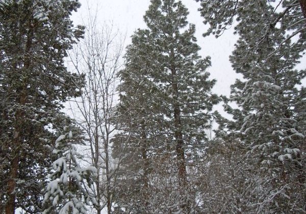 White stuff covers Tahoe; sun to return Monday