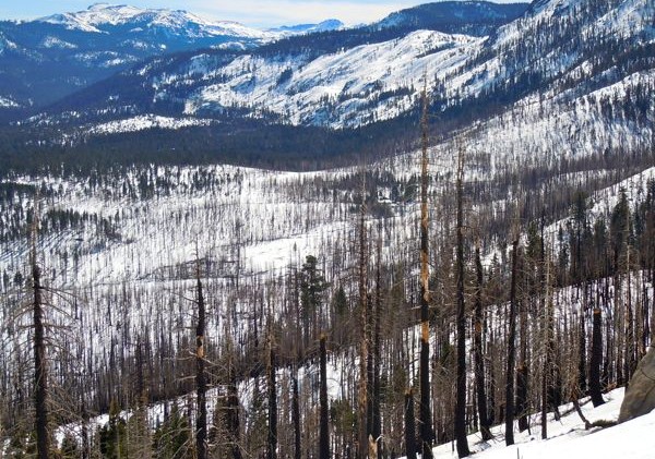 Environmentalists sue USFS to not log Angora burn area