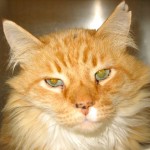 cat