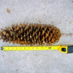 sugar pine