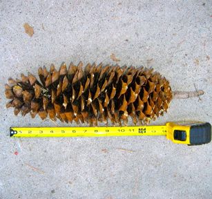 Blister rust threatens to destroy Tahoe’s sugar pines