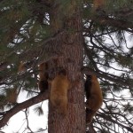 Chart House manager Corinne Best took pictures of three bears March 5 near the Stateline restaurant. 