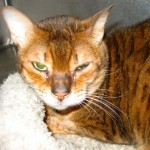 cat