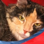 cat cat