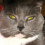 cat2 cat2
