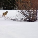 Three coyotes were roaming the field March 6 on Venice Drive near Sierra Athletic Cllub. Photo/Kathryn Reed