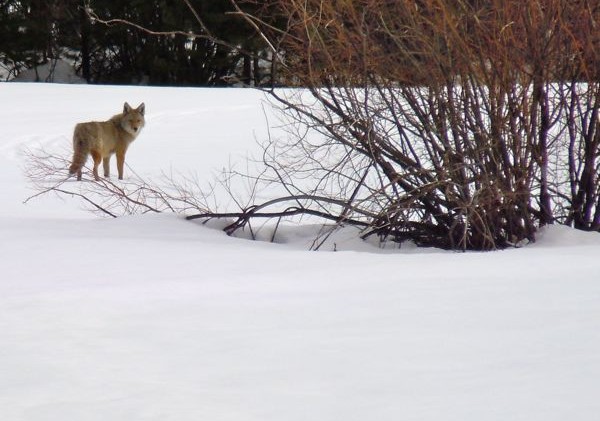 Coyote warning for Northern Nevada
