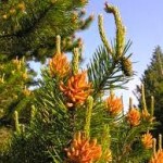 lodgepole