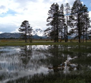 The Upper Truckee Marsh will be dog-free for three months starting May 1. Photo/LTN May 2010