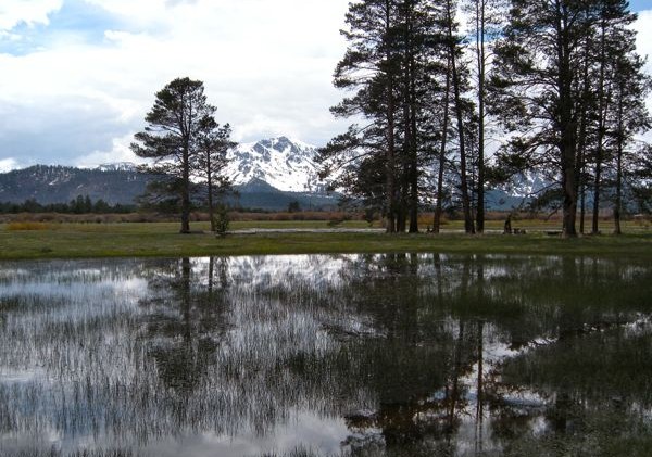 Upper Truckee Marsh to temporarily ban dogs